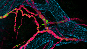 Sistema Nervioso Entérico, con sangre y vasos linfáticos en color azul, neuronas en rosa y glía en verde (células de Schwann)